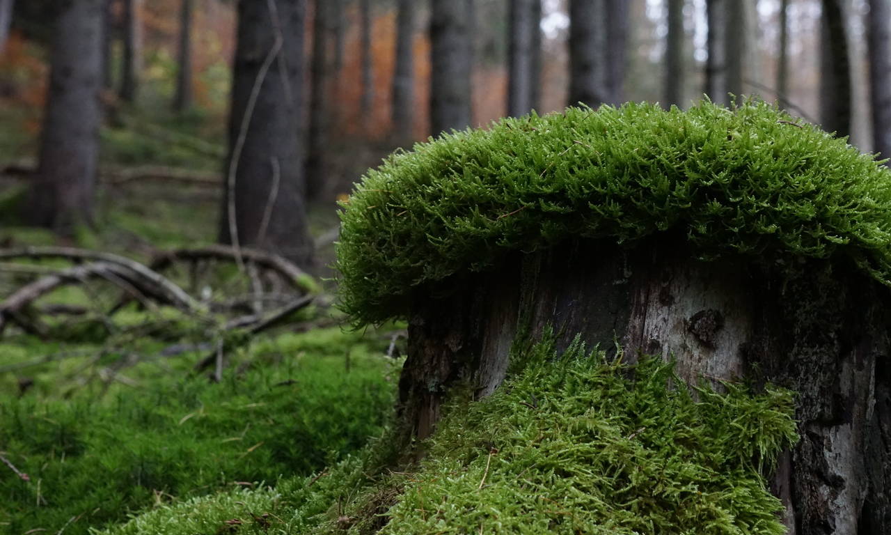 Ausgedehnte Wanderwege im Zeitzgrund.