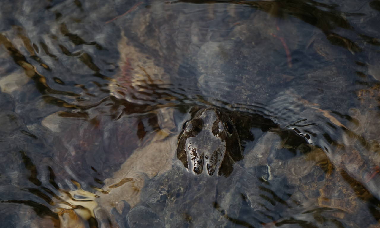 Beobachten vieler einheimischer Tierarten.